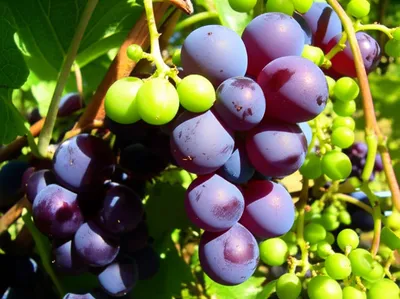 Illustration ripened - Image 1