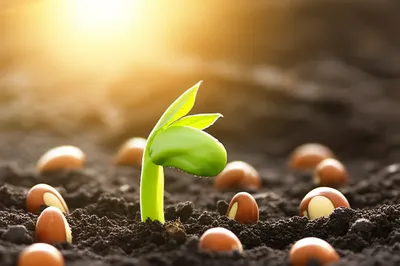 Hình ảnh minh họa quicken - Ảnh 1