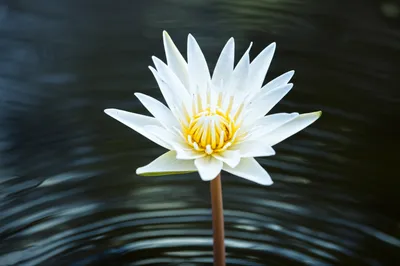 Illustration chastened - Image 1