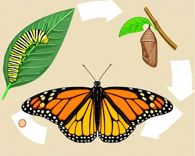 Illustration changes