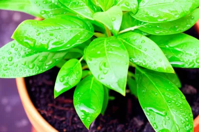 Illustration bathed - Image 1