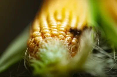 Illustration flosses - Image 1