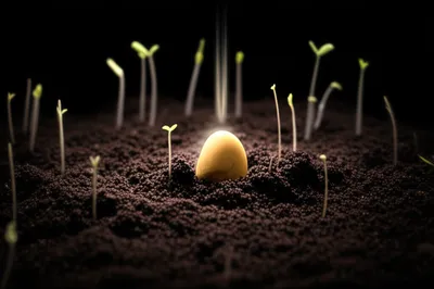 Illustration original - Image 1