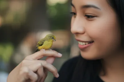 Illustration chickadee - Image 1