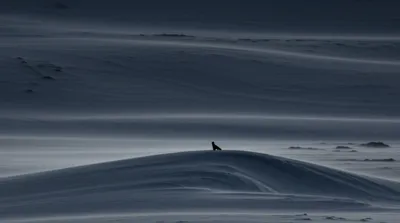 Illustration sable - Image 1