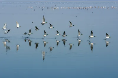 Illustration shaves - Image 1