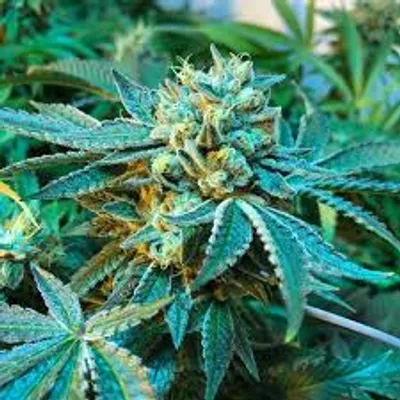 Illustration skunk - Image 2