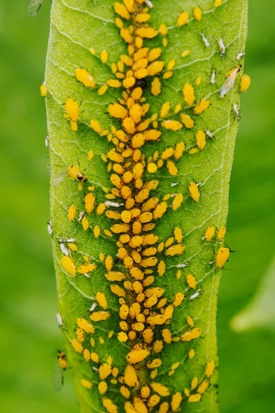 Illustration aphids - Image 2
