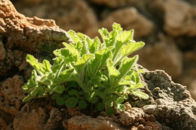 Illustration pellitory - Image 1