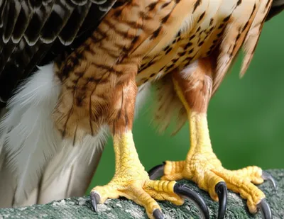 Illustration flags - Image 1