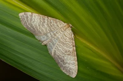 Illustration waves - Image 1