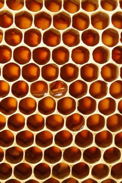 Illustration hive - Image 1