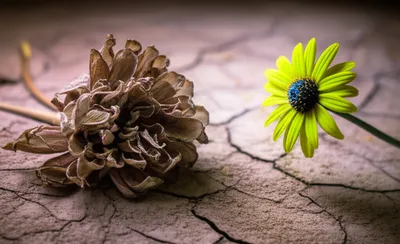 Illustration died - Image 1