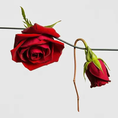 Illustration wilting - Image 1