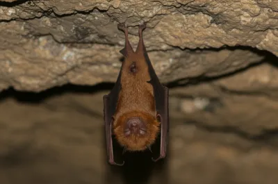 Illustration rooster - Image 1