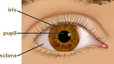 Illustration iris - Image 3