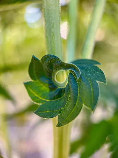 Illustration curling - Image 2