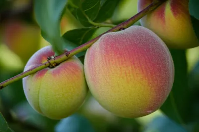 Illustration riper - Image 1