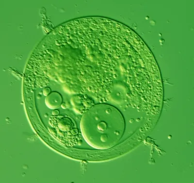 Illustration volvox - Image 1