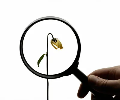 Illustration strictures - Image 1