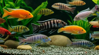 Illustration haps - Image 1