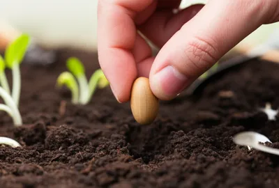 Illustration plant - Image 1