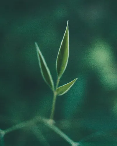 Illustration trifoliate - Image 2