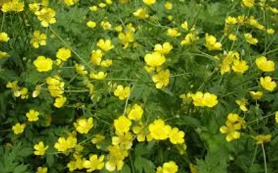 Illustration buttercup - Image 2