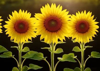 Illustration triplet