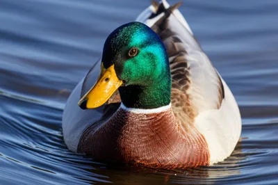 Illustration duck - Image 1