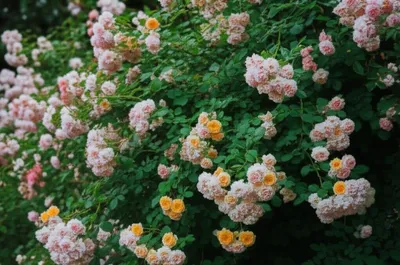 Illustration floribundas