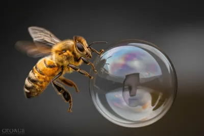 Illustration stinging - Image 1