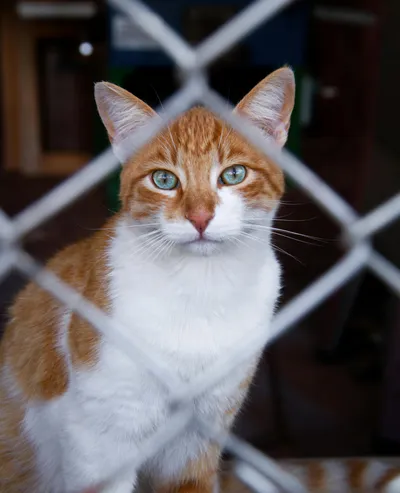 Illustration adopts - Image 1