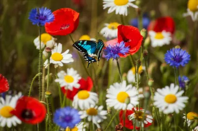 Illustration desultory - Image 1