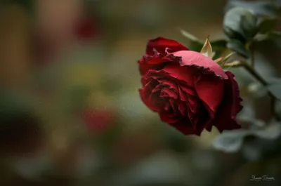 Illustration expires - Image 1