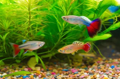 Hình ảnh minh họa guppy - Ảnh 1