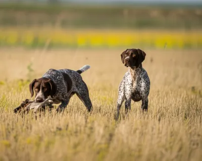 Illustration backed - Image 1