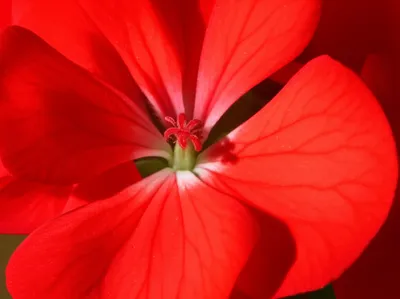 Illustration geranium - Image 1