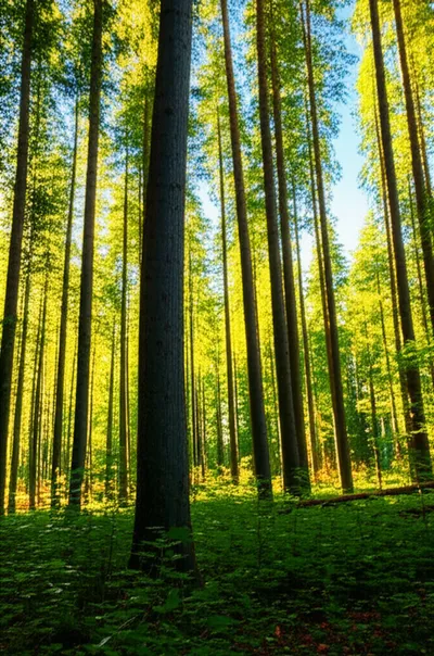 Illustration woods - Image 1