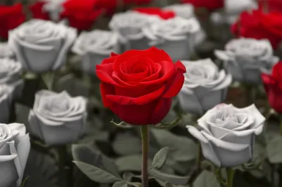 Illustration accentuated - Image 1