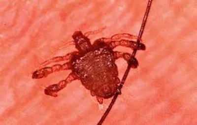 Illustration crab - Image 2