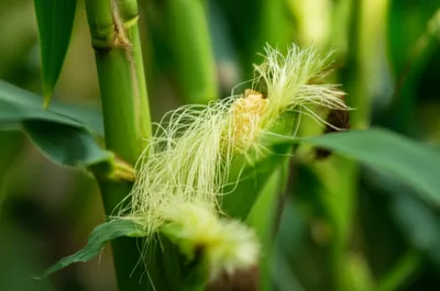 Illustration earbuds - Image 1