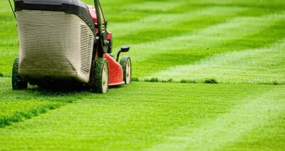 Illustration mows - Image 1