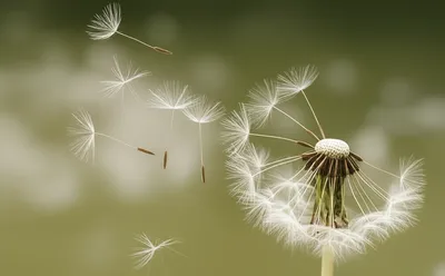 Illustration fragility - Image 1