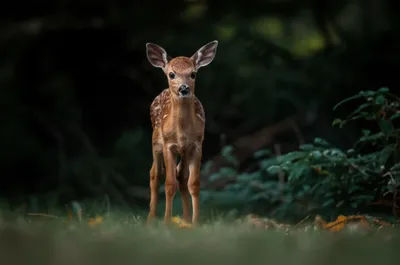 Illustration watching - Image 1