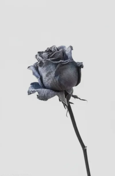 Illustration moll - Image 1