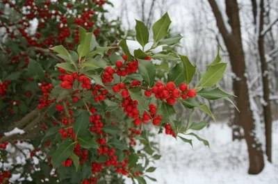 Illustration holm - Image 1