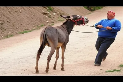 Illustration recalcitrant - Image 1