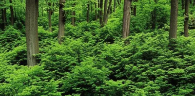 Illustration filler - Image 1