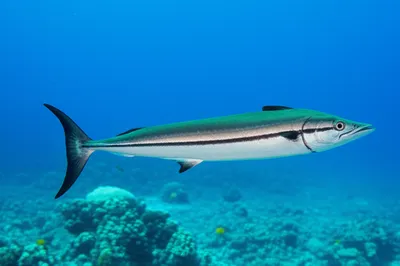 Illustration cobia - Image 1